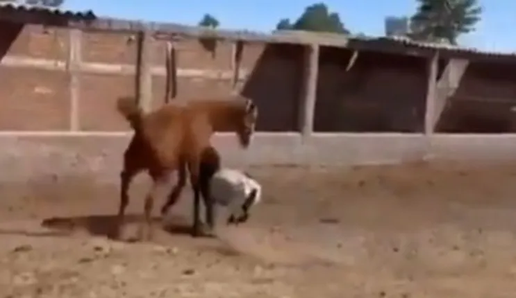 فيديو مذهل لخروف متوحش يصرع حصان